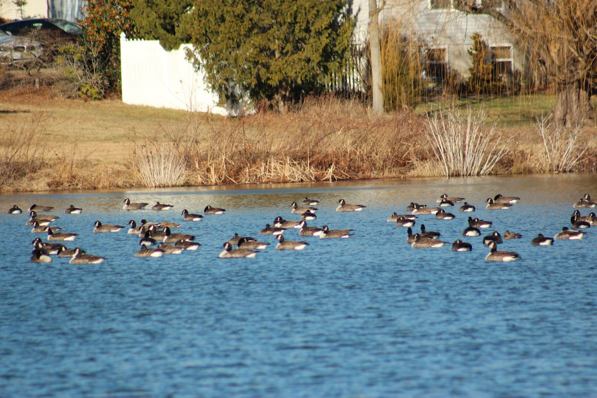 Canada Goose - ML647496728