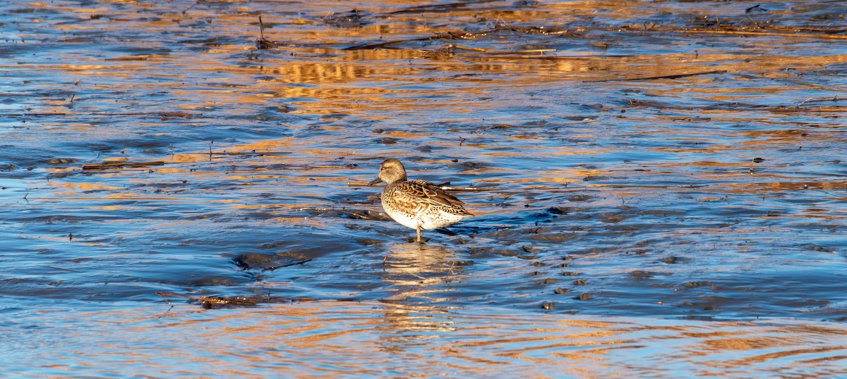 Green-winged Teal - ML647496730