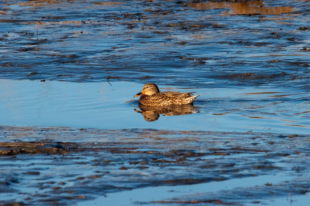 Green-winged Teal - ML647496731