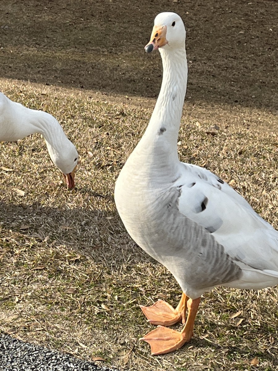 Domestic goose sp. (Domestic type) - ML647496732