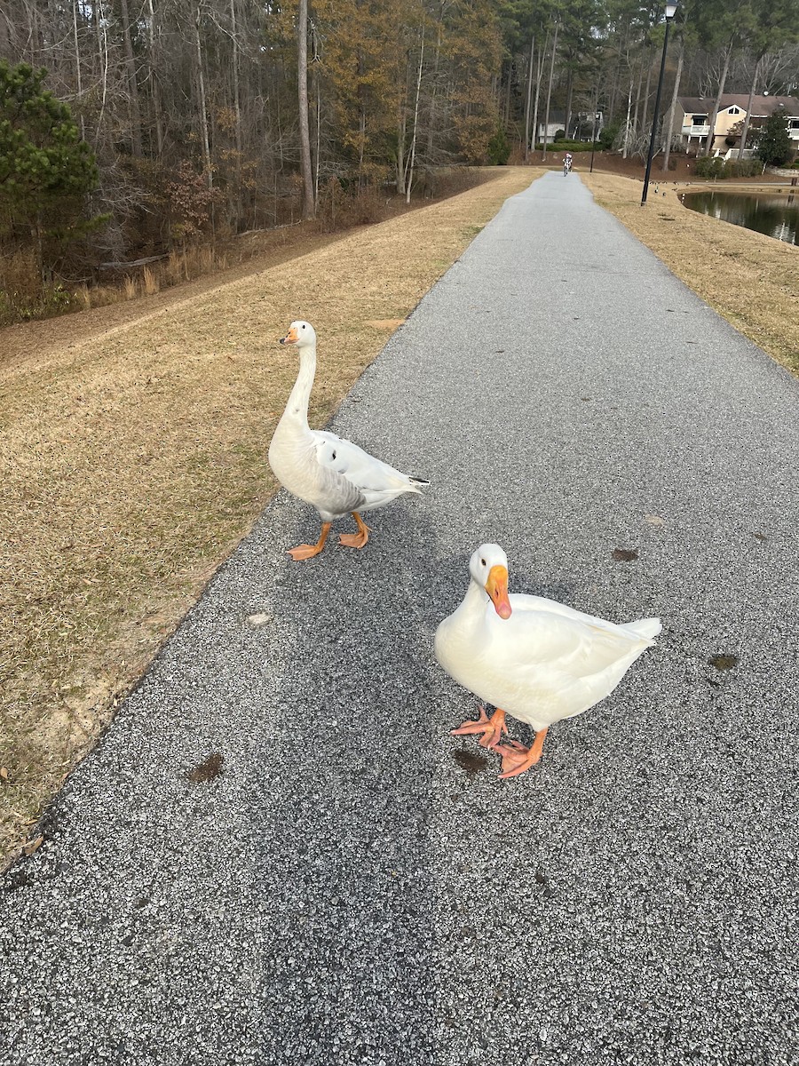 Domestic goose sp. (Domestic type) - ML647496733