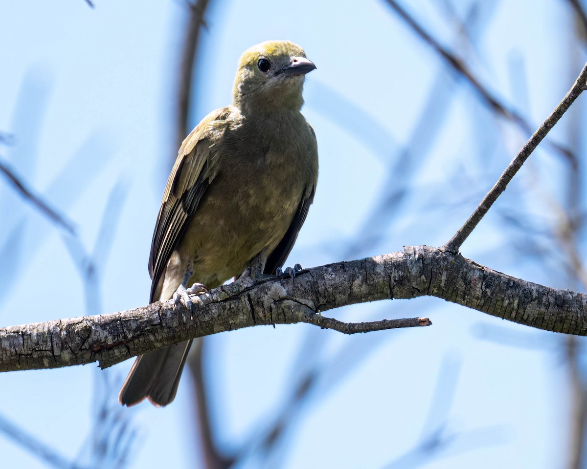 Palm Tanager - ML647496734