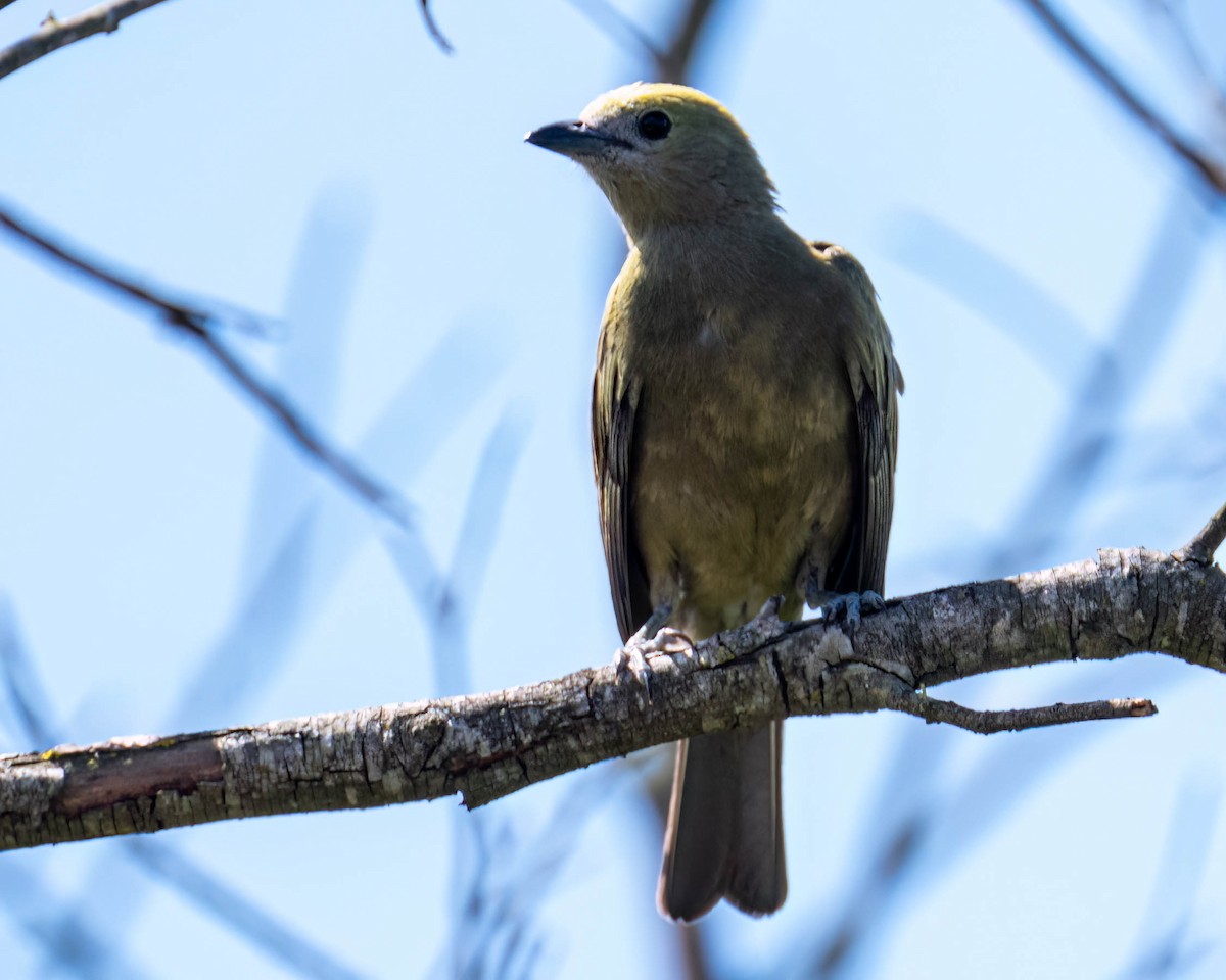 Palm Tanager - ML647496735