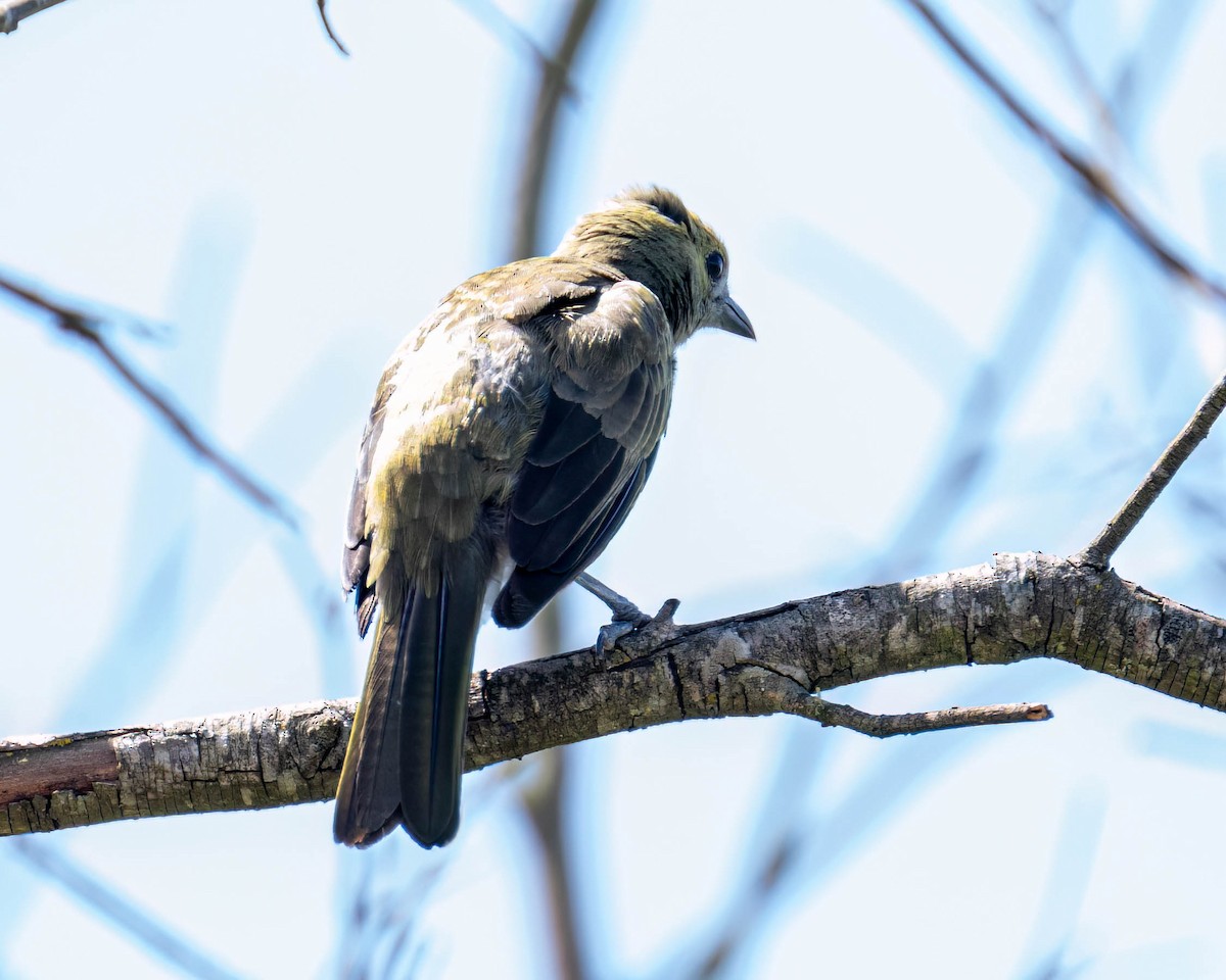 Palm Tanager - ML647496736