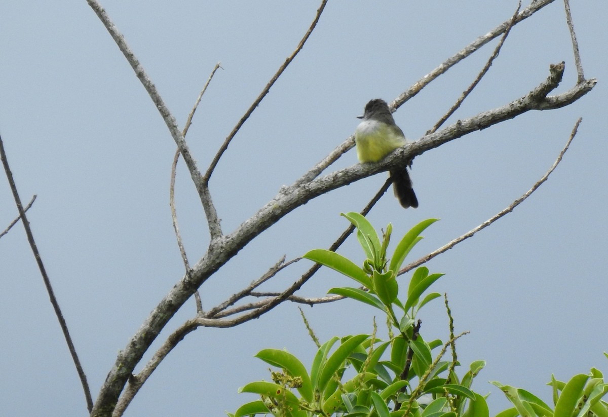 Dusky-capped Flycatcher - ML647496737