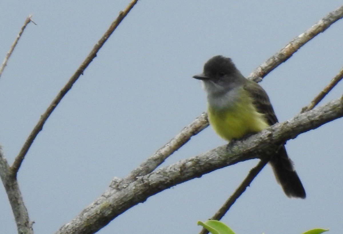 Dusky-capped Flycatcher - ML647496738