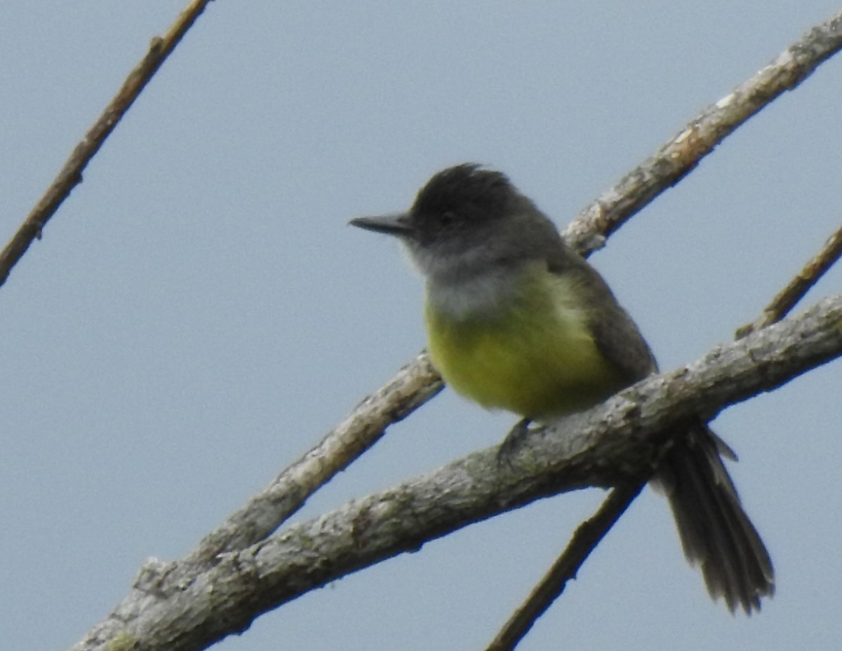 Dusky-capped Flycatcher - ML647496739