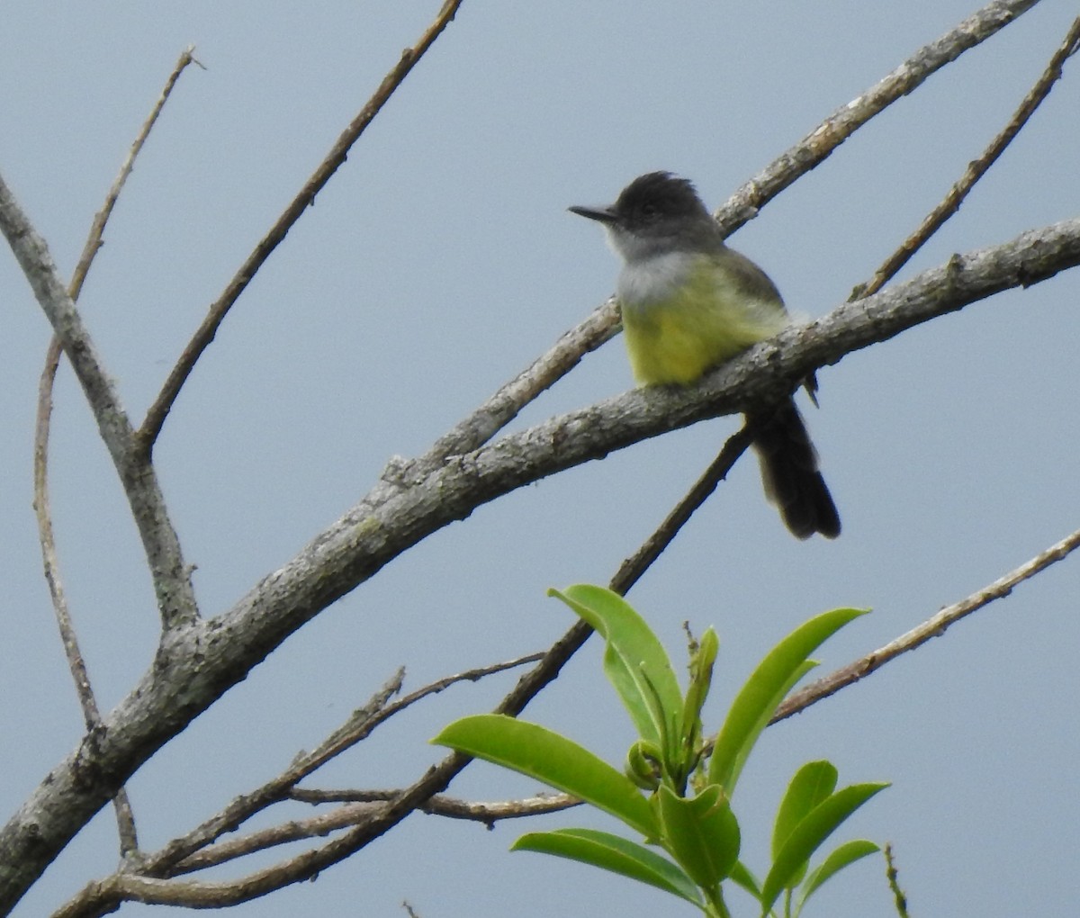 Dusky-capped Flycatcher - ML647496740