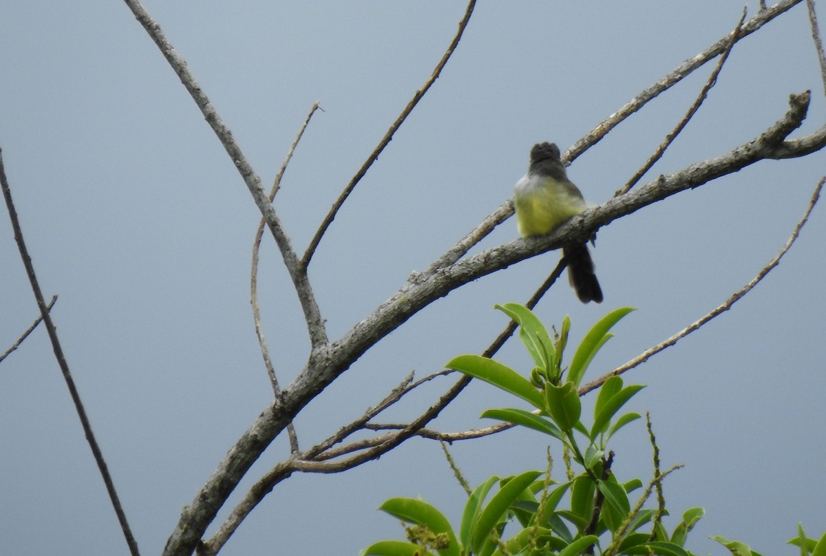 Dusky-capped Flycatcher - ML647496741