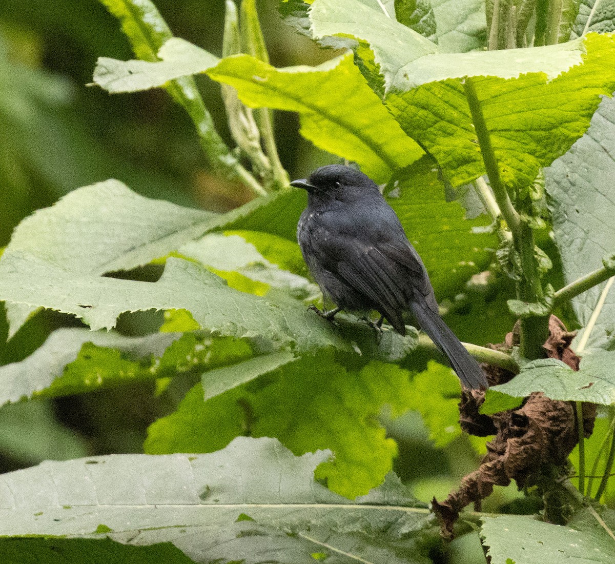 Yellow-eyed Black-Flycatcher - ML647496742