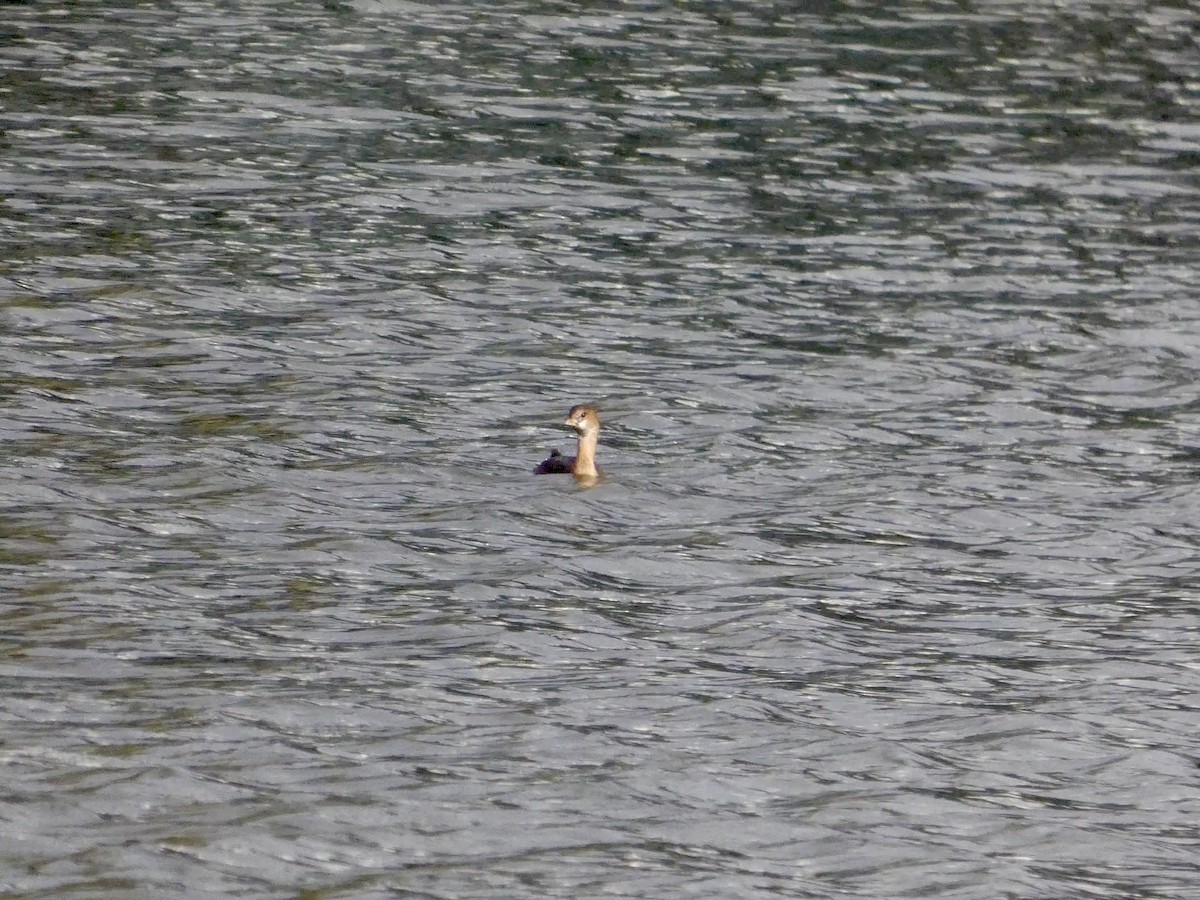 Pied-billed Grebe - ML647496743
