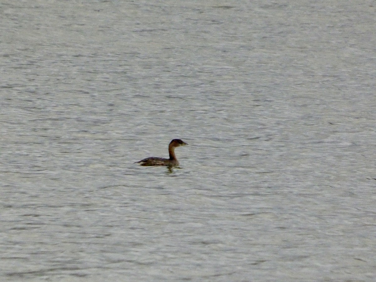 Pied-billed Grebe - ML647496744