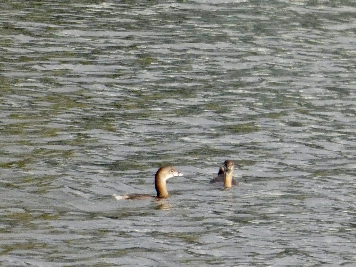 Pied-billed Grebe - ML647496745