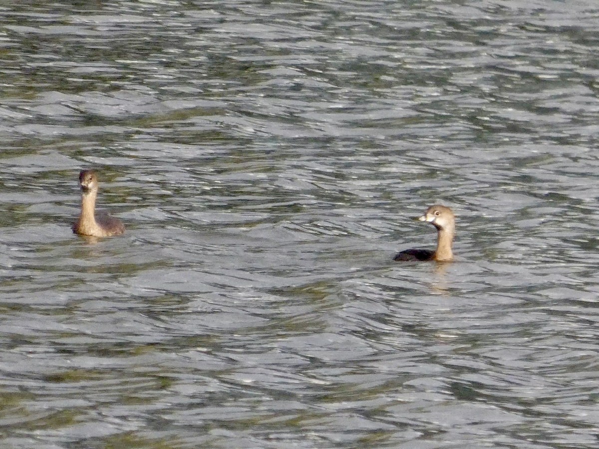 Pied-billed Grebe - ML647496746
