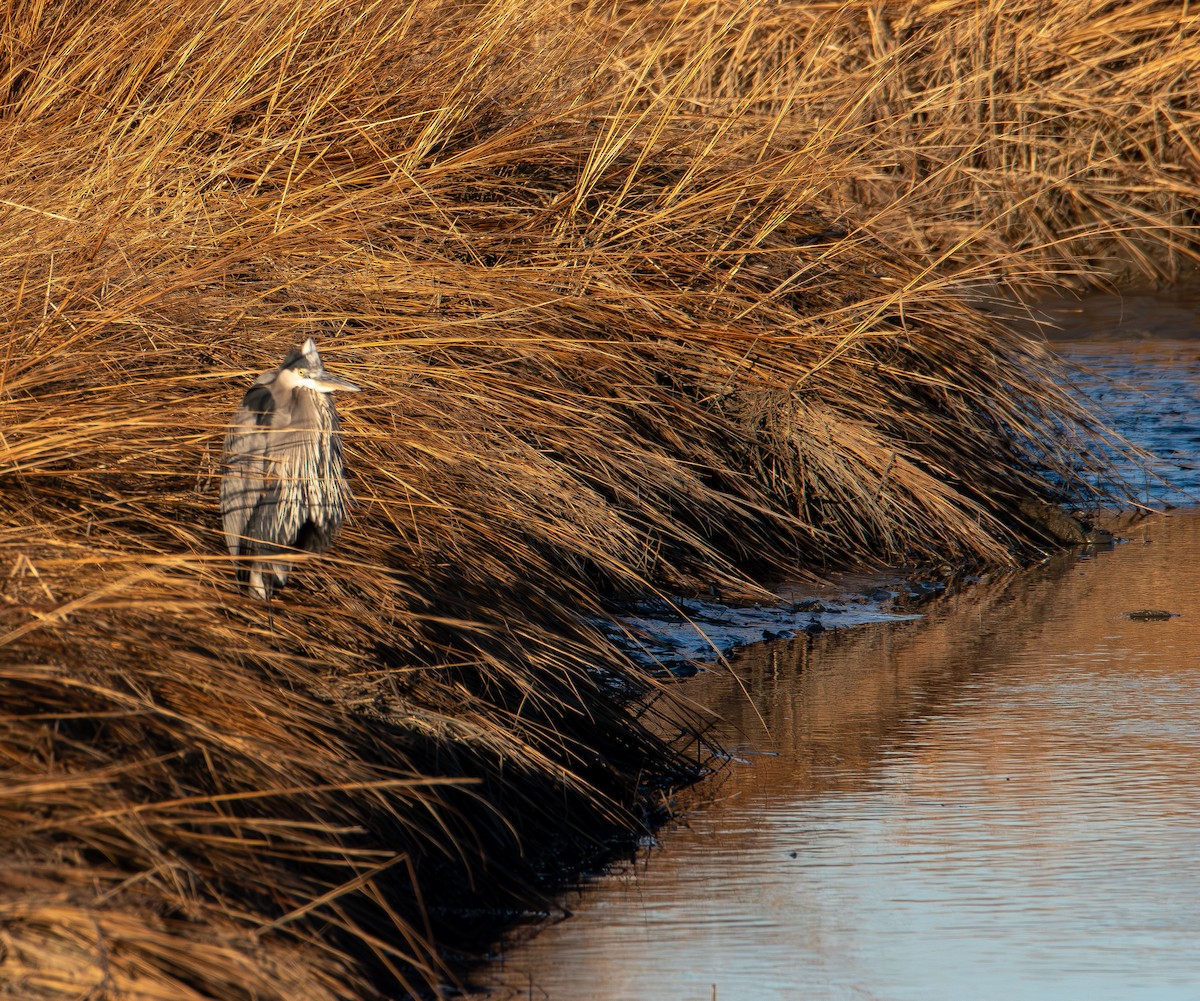 Great Blue Heron - ML647496747