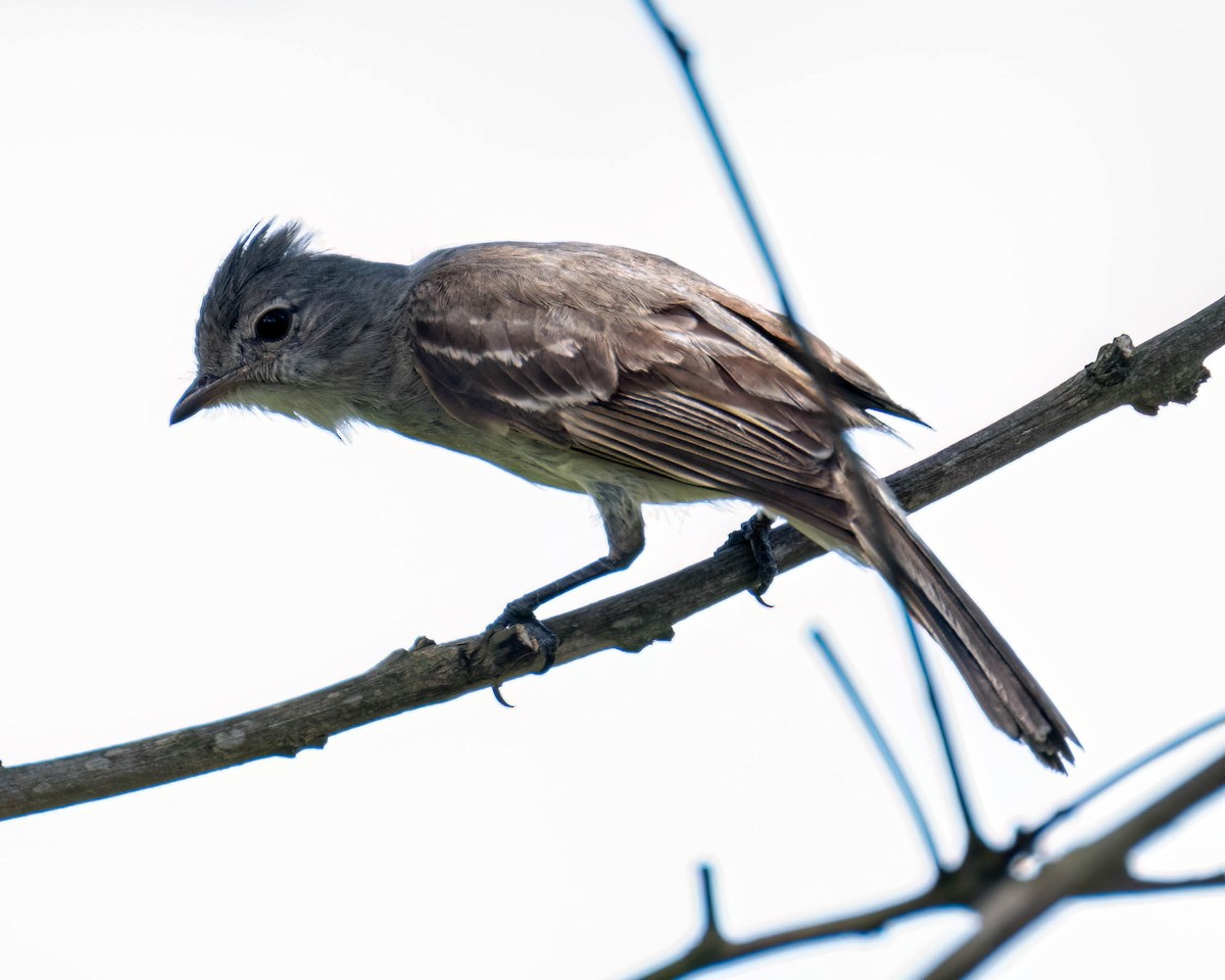 Yellow-bellied Elaenia - ML647496748