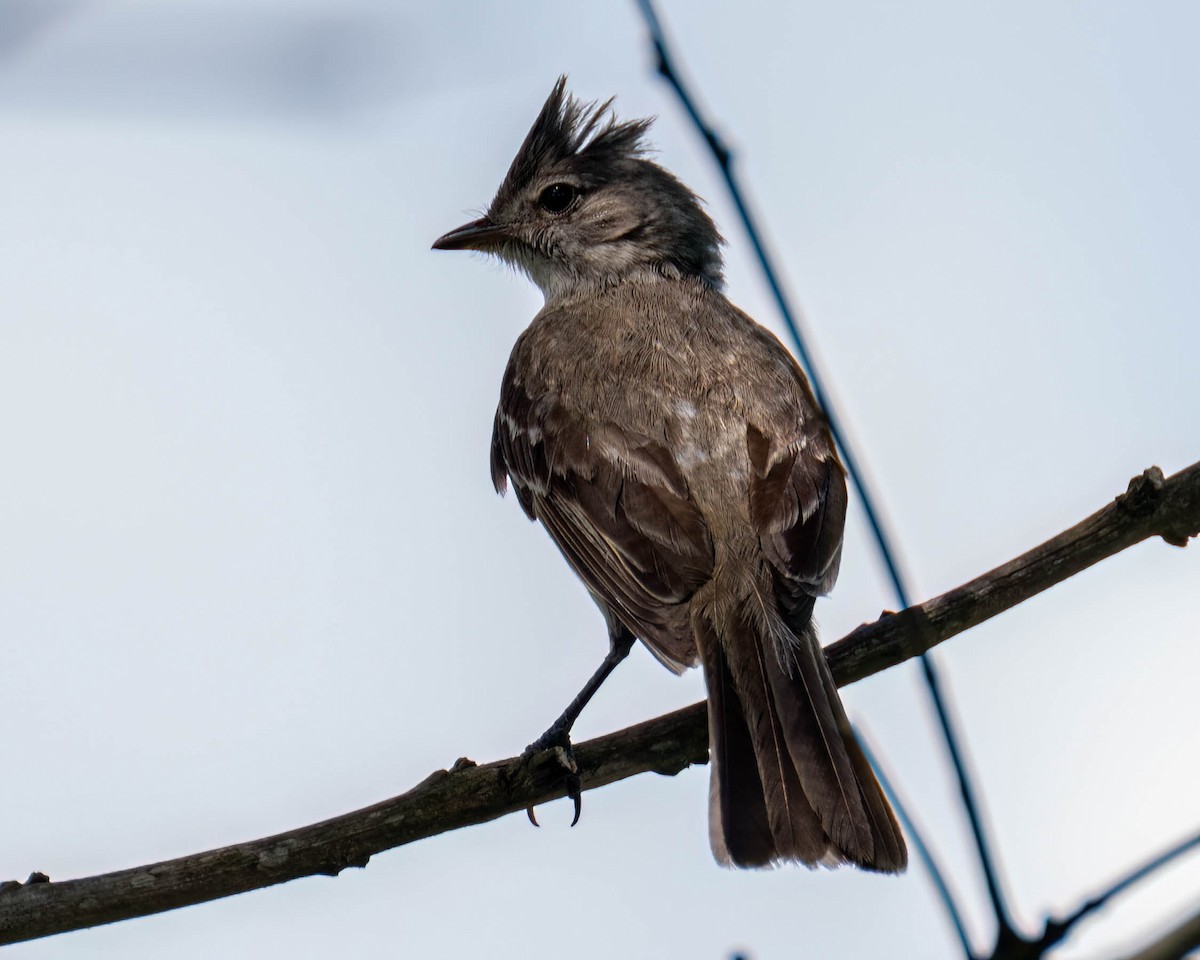 Yellow-bellied Elaenia - ML647496749