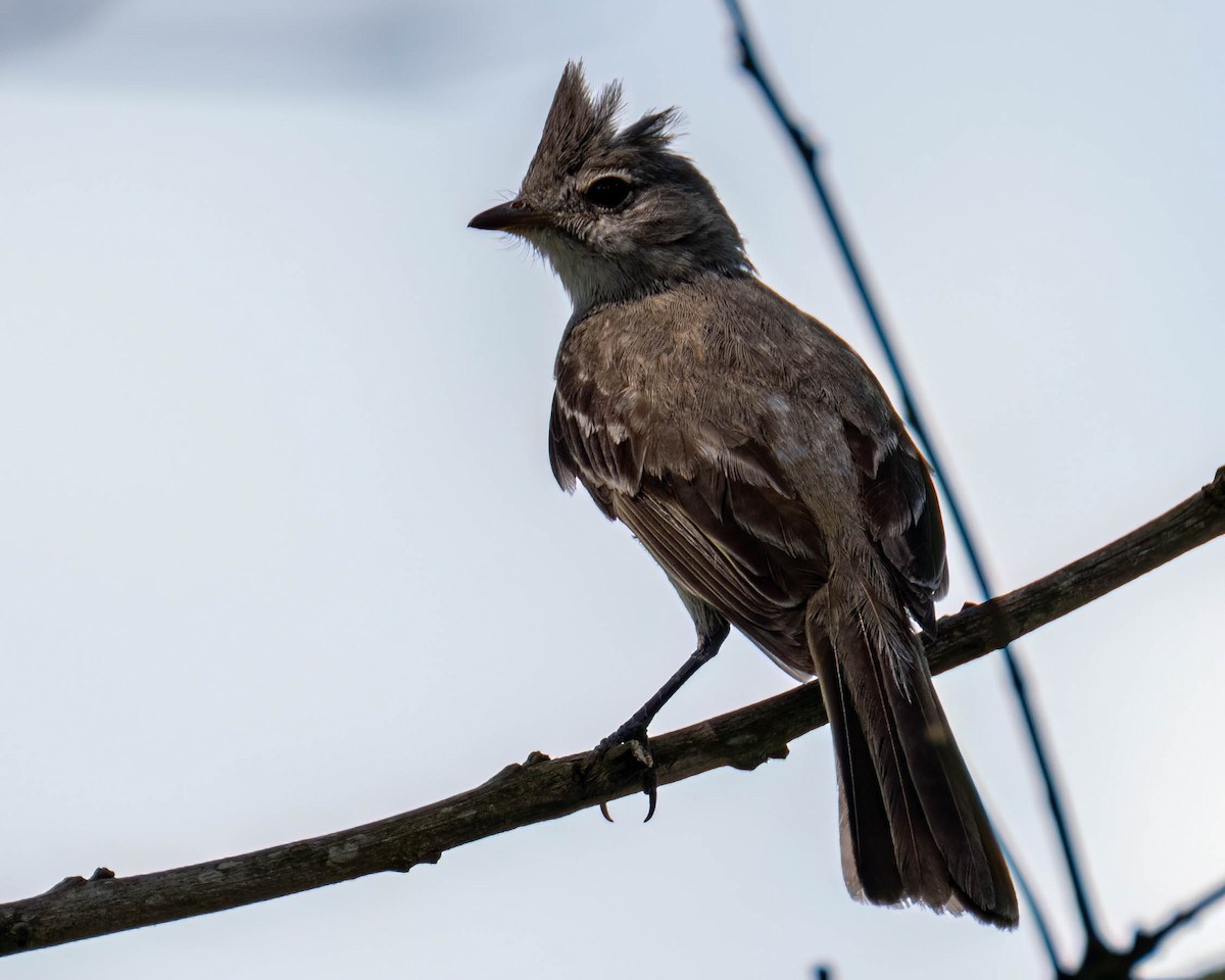 Yellow-bellied Elaenia - ML647496750