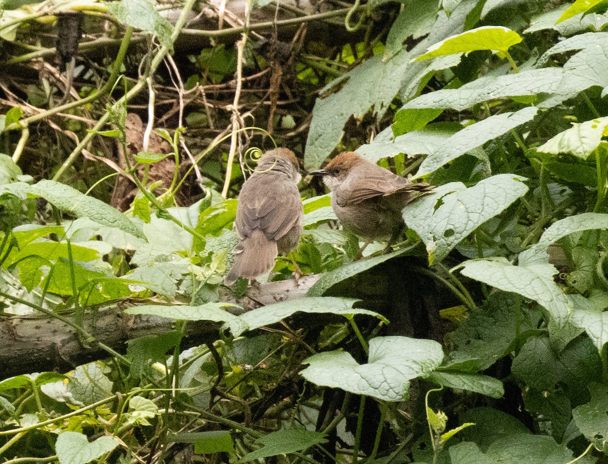 Chubb's Cisticola (Chubb's) - ML647496751