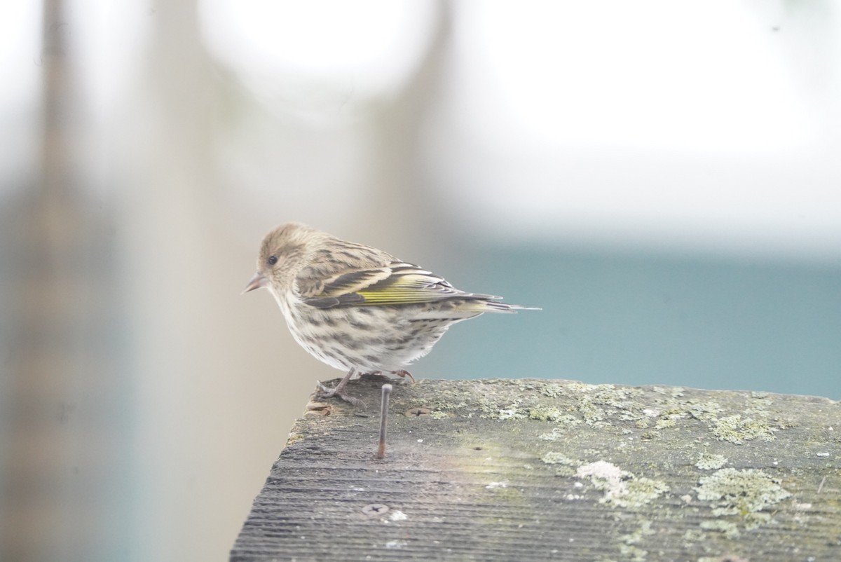Pine Siskin - ML647496754
