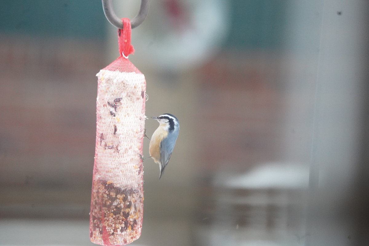 סיטה קנדית - ML647496756