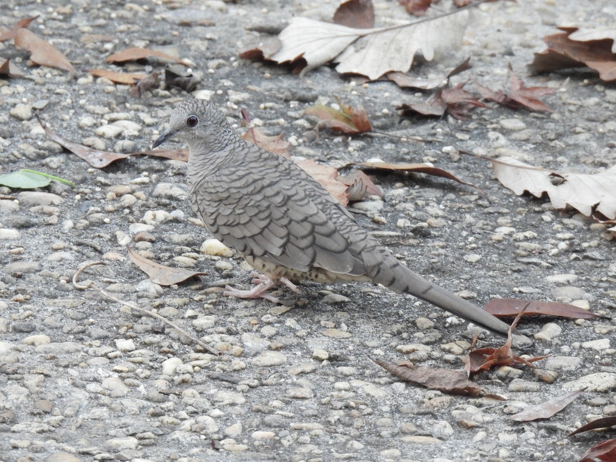 Inca Dove - ML647496757