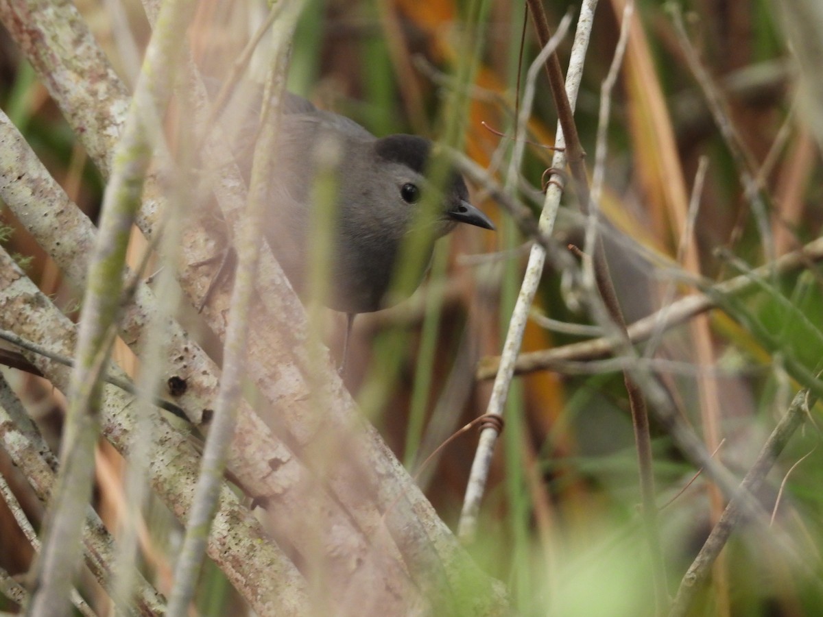 ネコマネドリ - ML647496762