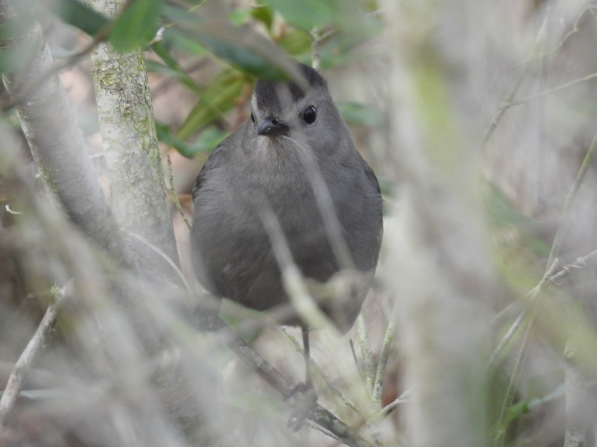 Gray Catbird - ML647496765