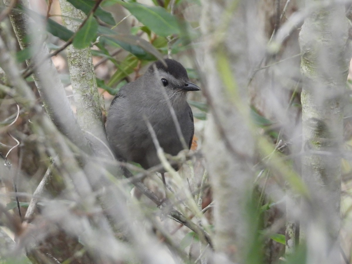 Gray Catbird - ML647496766