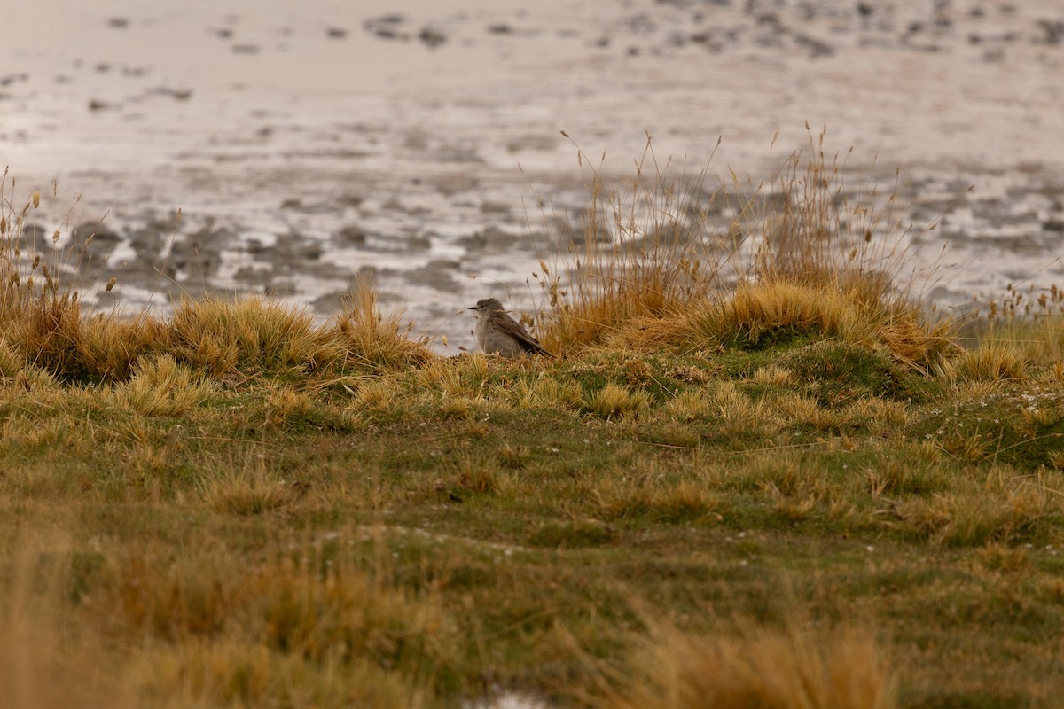 Ochre-naped Ground-Tyrant - ML647496767