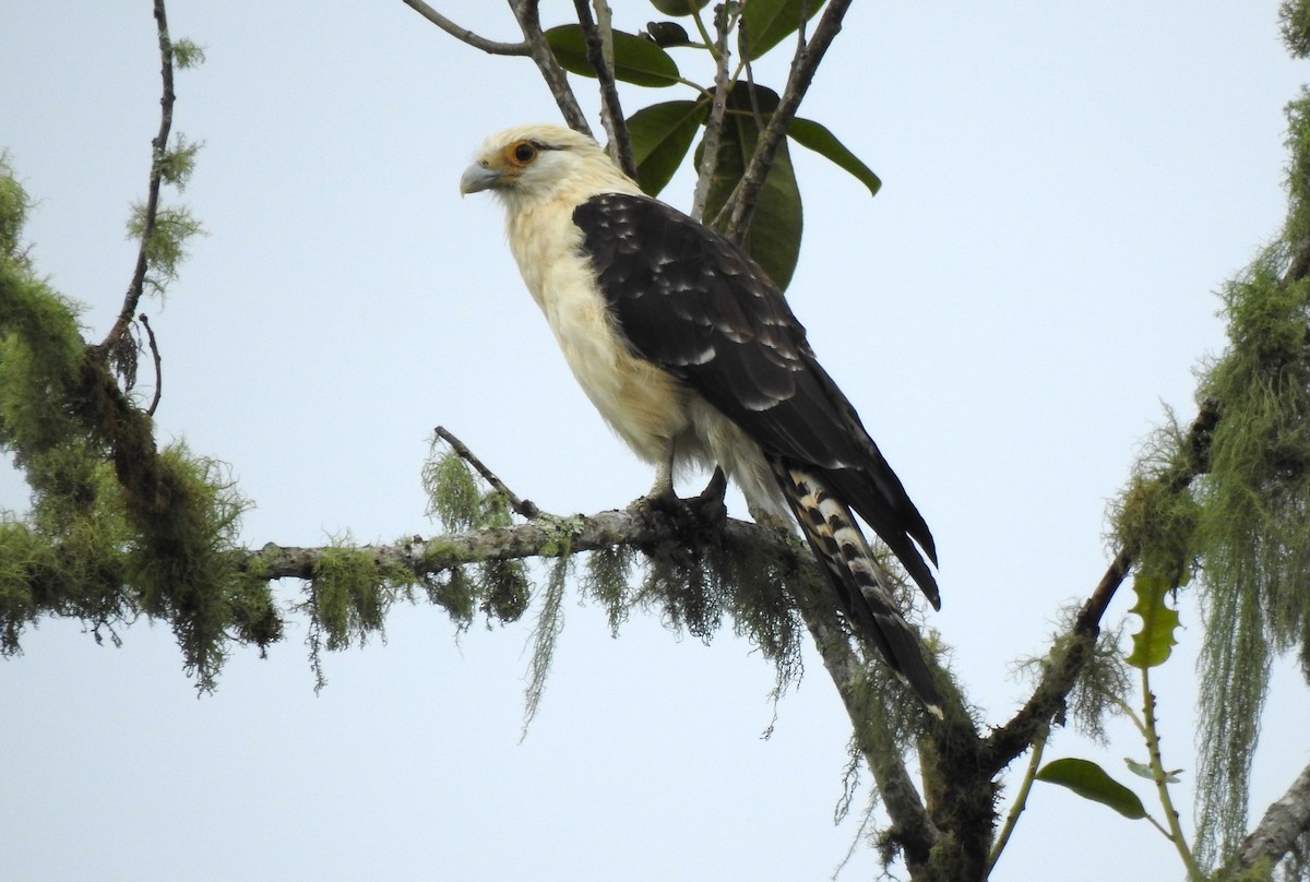 Yellow-headed Caracara - ML647496768