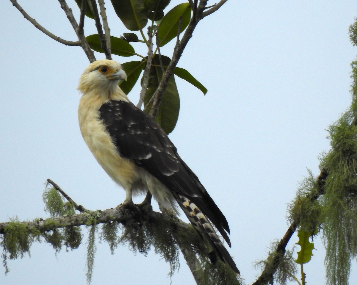 Yellow-headed Caracara - ML647496769