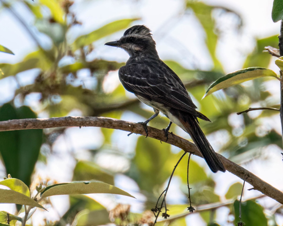 Variegated Flycatcher - ML647496770
