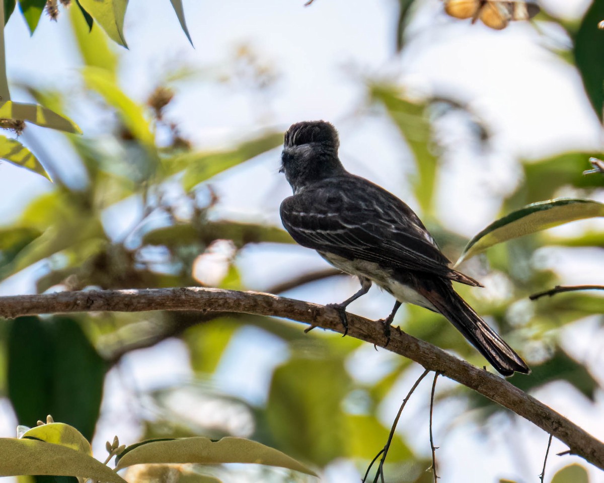 Variegated Flycatcher - ML647496771