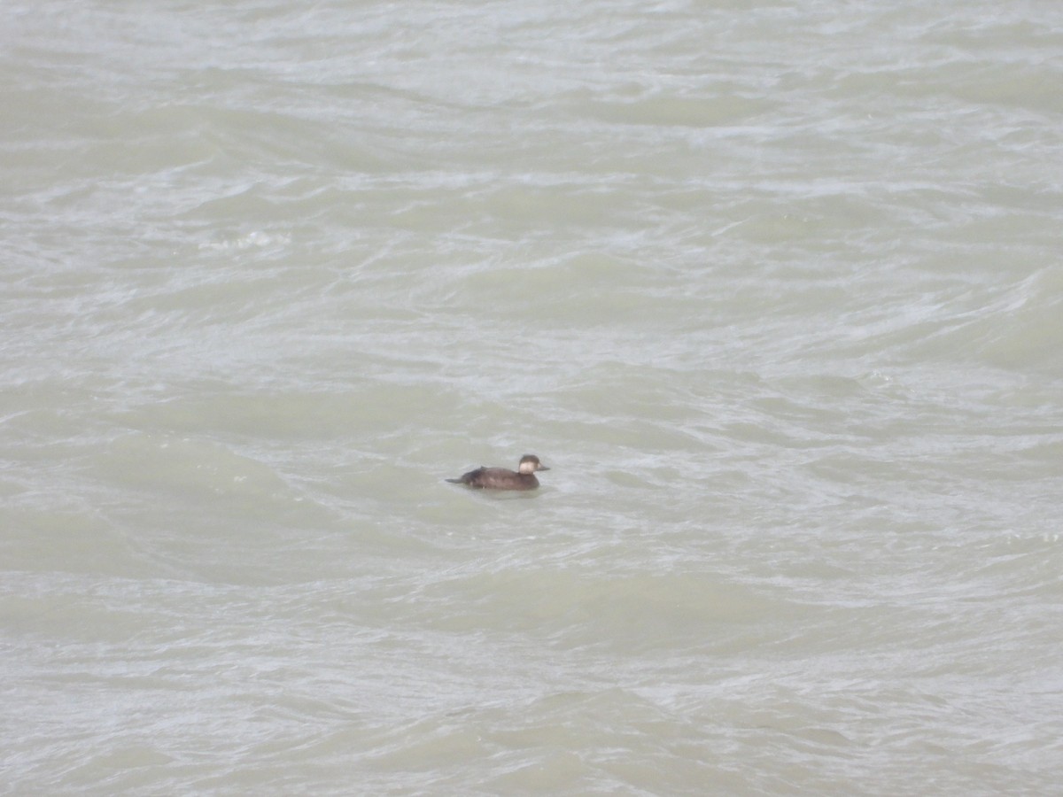 Black Scoter - ML647496772