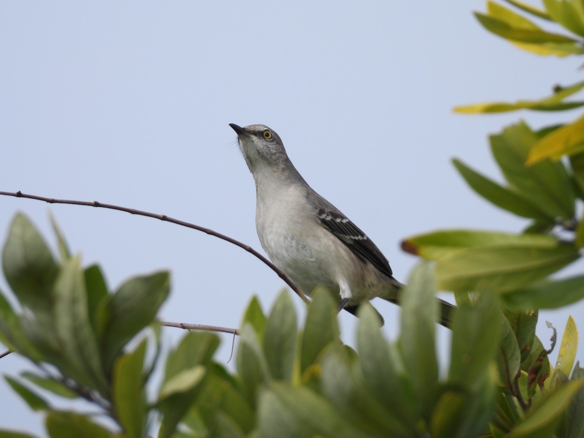 Northern Mockingbird - ML647496773