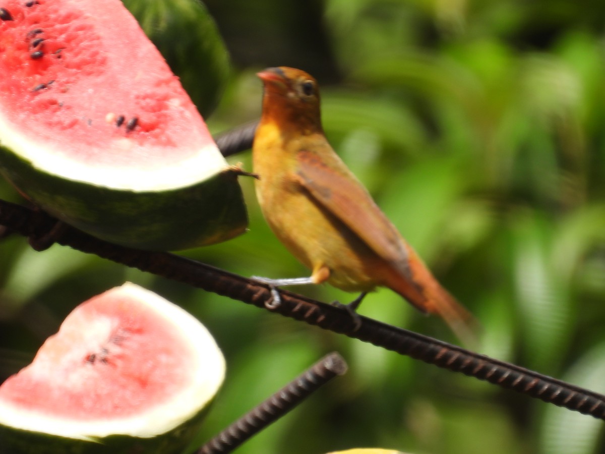 Summer Tanager - ML647496774