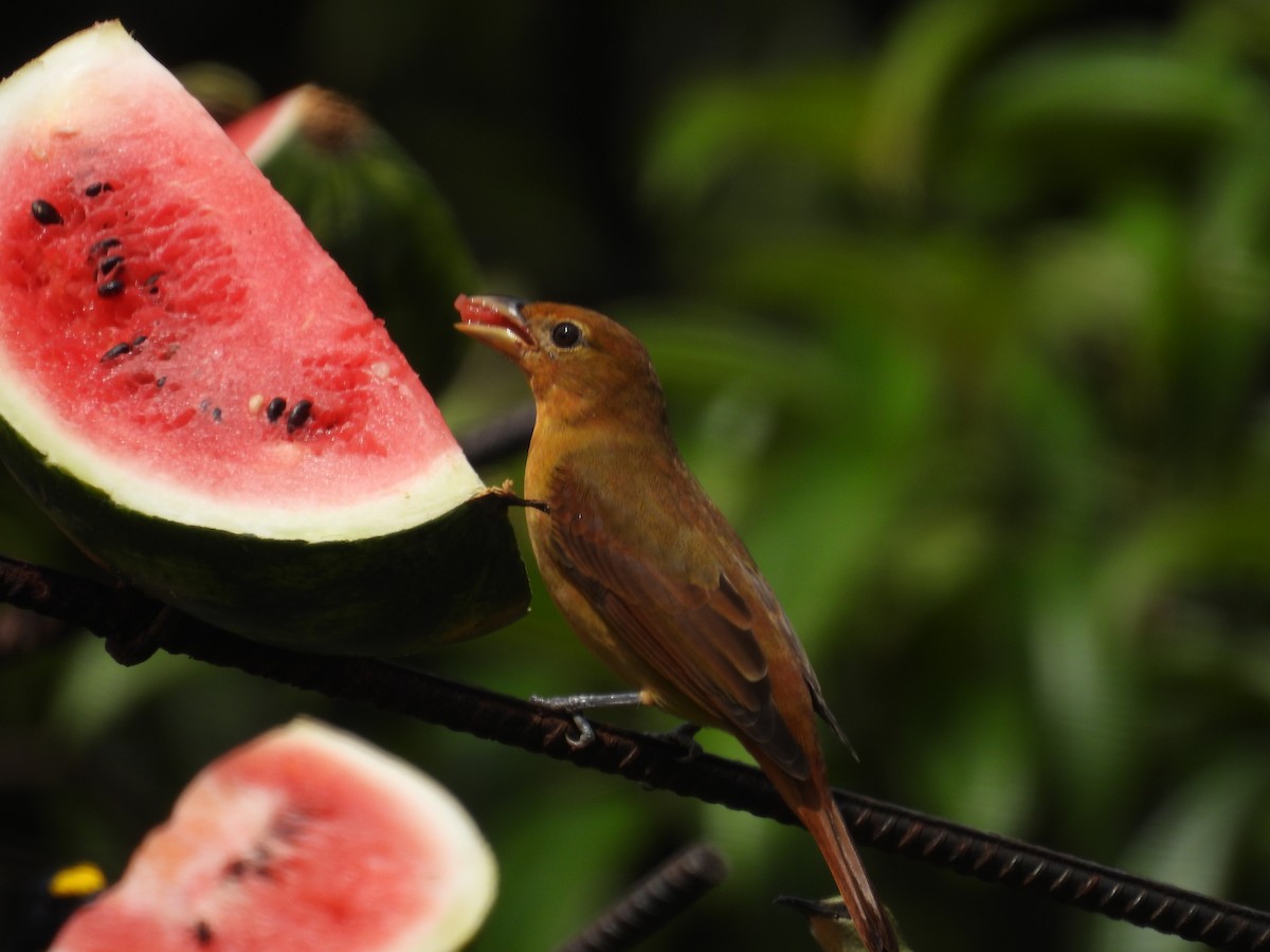 Summer Tanager - ML647496775