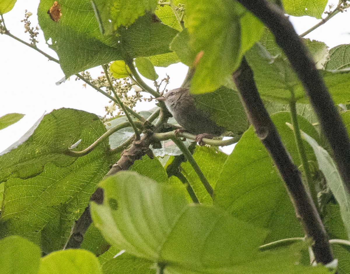 White-browed Crombec (White-browed) - ML647496776
