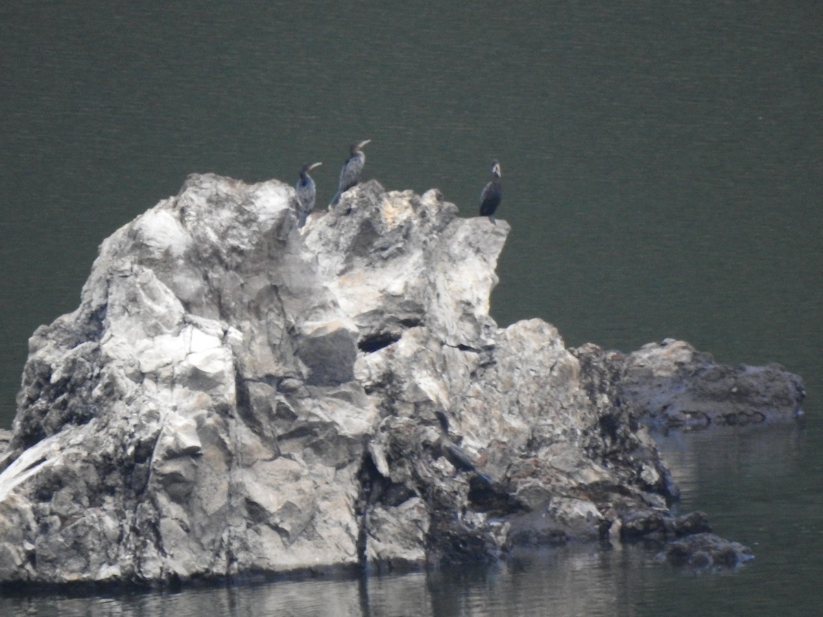 Neotropic Cormorant - ML647496777