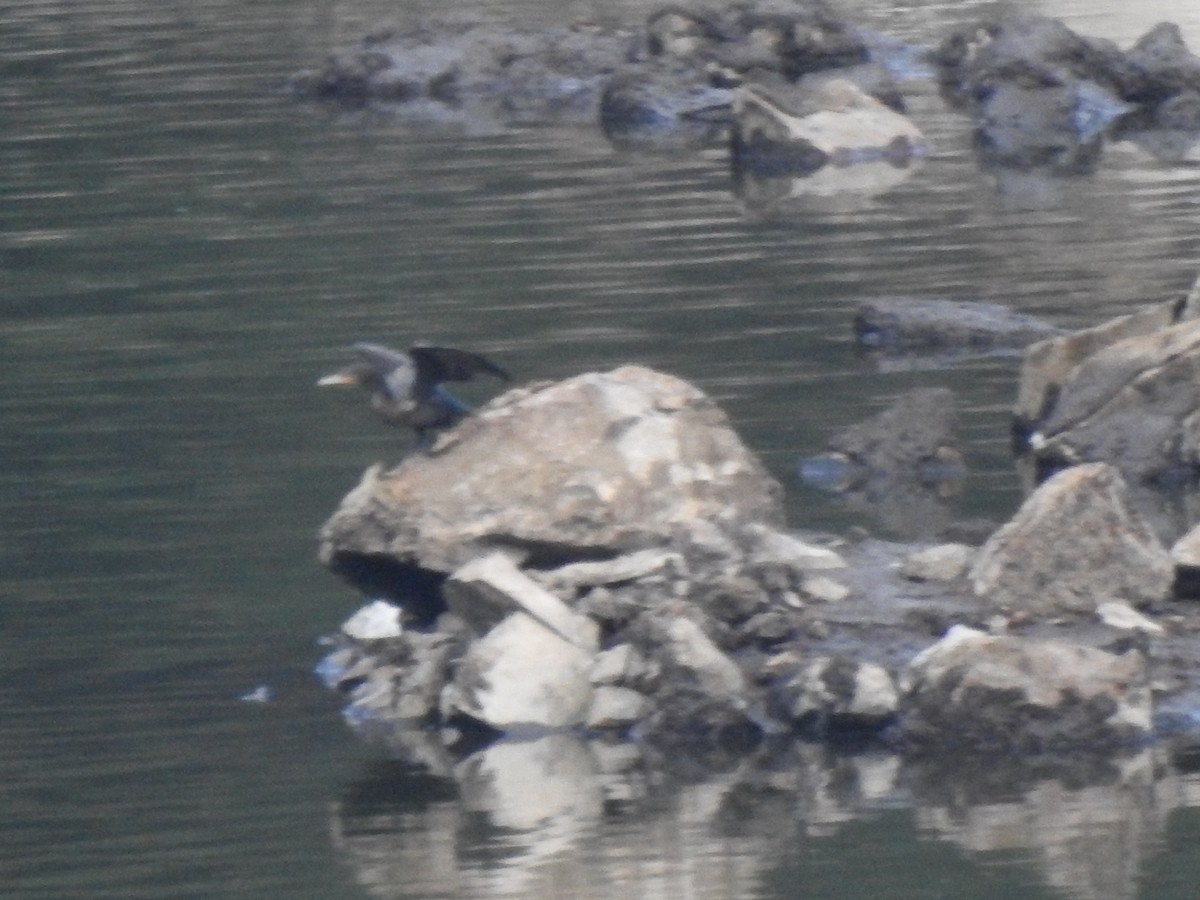 Neotropic Cormorant - ML647496778