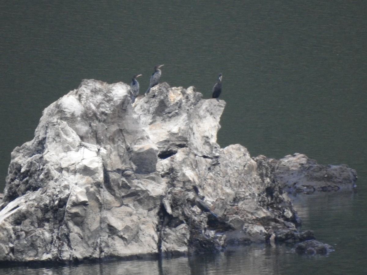 Neotropic Cormorant - ML647496779