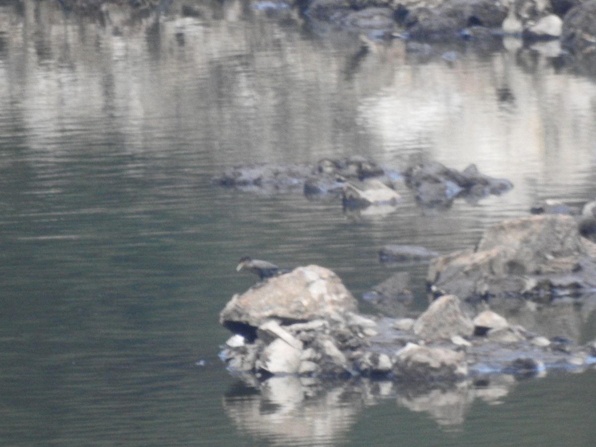 Neotropic Cormorant - ML647496780