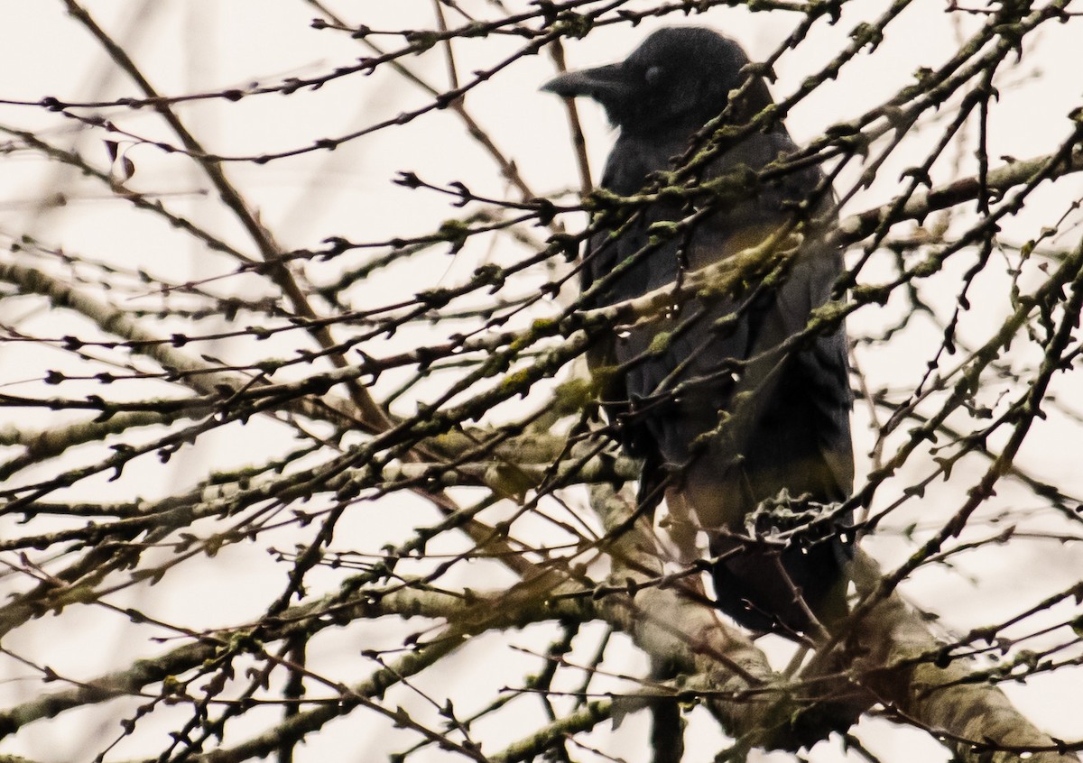 American Crow - ML647496781