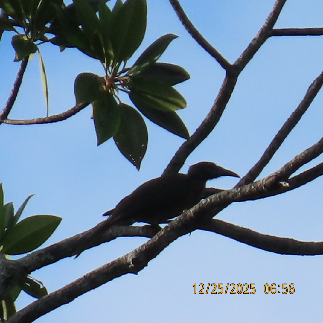 friarbird sp. - ML647496782