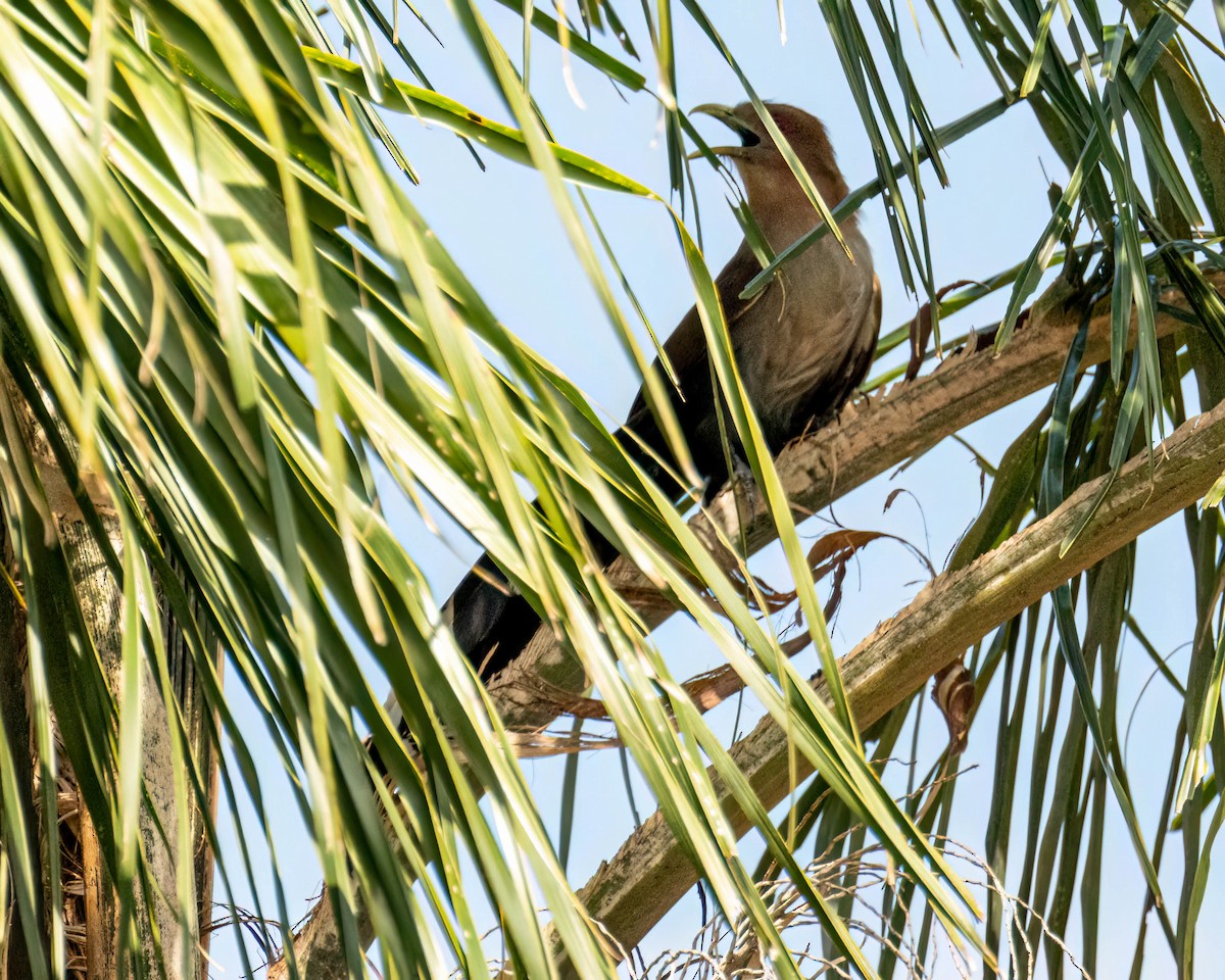 Common Squirrel-Cuckoo - ML647496783