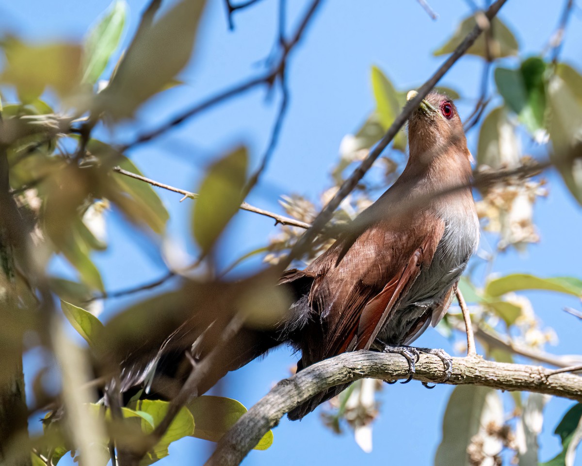 Common Squirrel-Cuckoo - ML647496784