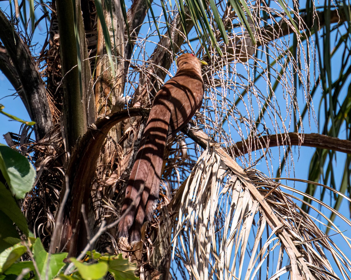 Common Squirrel-Cuckoo - ML647496785
