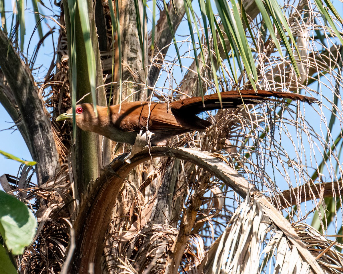 Common Squirrel-Cuckoo - ML647496786