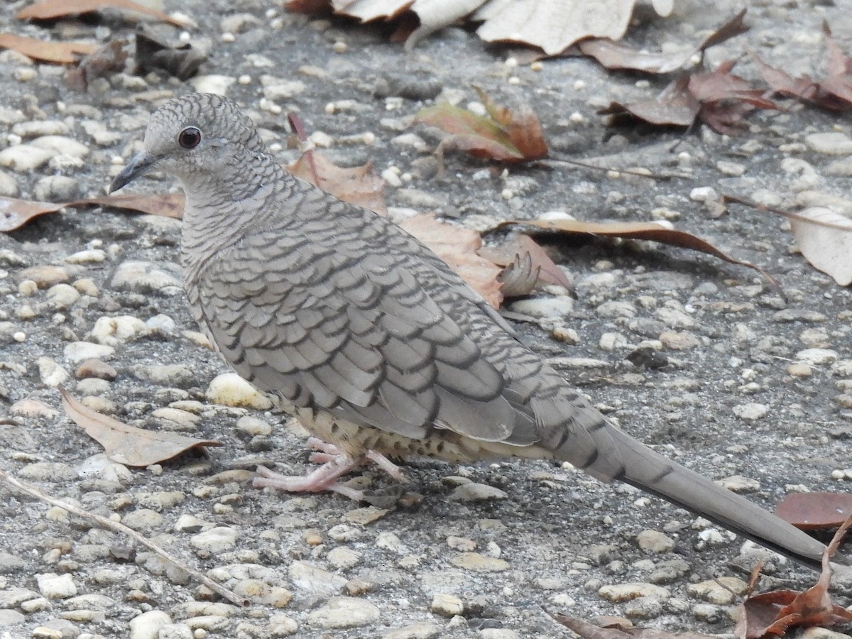 Inca Dove - ML647496787